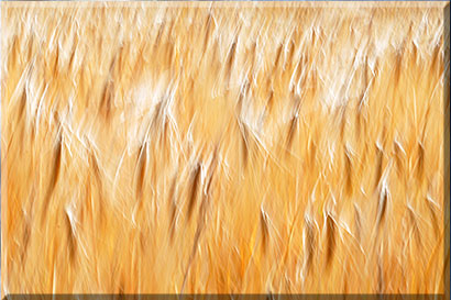Fields of gold Galerie